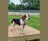 Photo of Ollie, a Beagle  in West Chester, Ohio, USA