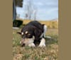 Sydney, a Labrador Retriever and German Shepherd Dog mix tested with EmbarkVet.com