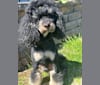Opie, a Poodle tested with EmbarkVet.com