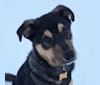 Louis, a Labrador Retriever and Siberian Husky mix tested with EmbarkVet.com
