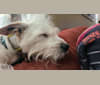 Bosco, a Poodle (Small) and Miniature Schnauzer mix tested with EmbarkVet.com