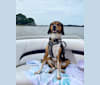 Rooney, a Beagle and Labrador Retriever mix tested with EmbarkVet.com