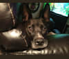 Deegan, a Staffordshire Terrier and Siberian Husky mix tested with EmbarkVet.com