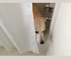 Cane, a Labrador Retriever tested with EmbarkVet.com