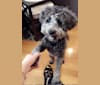 Verbena, a Poodle (Small) and Shih Tzu mix tested with EmbarkVet.com