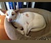 Jax, a Rat Terrier and Labrador Retriever mix tested with EmbarkVet.com