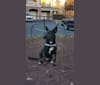 Bolt, a Siberian Husky and German Shepherd Dog mix tested with EmbarkVet.com
