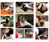 Linus, an American Pit Bull Terrier and Rottweiler mix tested with EmbarkVet.com