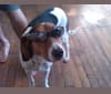 Photo of Maggie, a Beagle, Golden Retriever, Labrador Retriever, and Shetland Sheepdog mix in Charlottesville, Virginia, USA