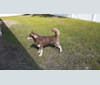 Photo of Ace, a Siberian Husky  in Gordon, GA, USA