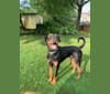 Axel, a Doberman Pinscher and Rottweiler mix tested with EmbarkVet.com