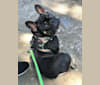 Henny, a French Bulldog tested with EmbarkVet.com