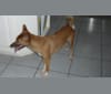 Hangtown's Gracie, a New Guinea Singing Dog tested with EmbarkVet.com