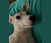 Photo of Buffy, a Rat Terrier, Russell-type Terrier, and Dachshund mix in Gray, Louisiana, USA