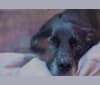 Ajax, a German Shepherd Dog and Labrador Retriever mix tested with EmbarkVet.com