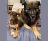 Ben, a German Shepherd Dog and Border Collie mix tested with EmbarkVet.com