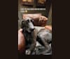 Wally, a Coonhound and Labrador Retriever mix tested with EmbarkVet.com