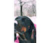 Roxy, a Black and Tan Coonhound tested with EmbarkVet.com