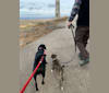 Skylar Kennedy Waesche, an American Pit Bull Terrier and Siberian Husky mix tested with EmbarkVet.com