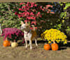 Spike, an American Pit Bull Terrier and Miniature/MAS-type Australian Shepherd mix tested with EmbarkVet.com