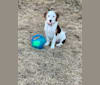 Lacey, a Beagle and Mountain Cur mix tested with EmbarkVet.com
