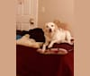 Hugo, an American Eskimo Dog and Beagle mix tested with EmbarkVet.com