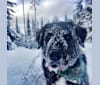 Cabella, a German Shepherd Dog and Golden Retriever mix tested with EmbarkVet.com