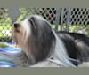 Photo of Emerald, a Bearded Collie  in Brantford, ON, Canada
