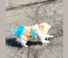 Miruko, a Pomeranian tested with EmbarkVet.com