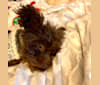 Kiki, a Poodle (Small) tested with EmbarkVet.com