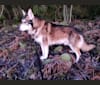 Midas, a German Shepherd Dog and Siberian Husky mix tested with EmbarkVet.com