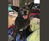 Photo of Harley, a Chihuahua, Rat Terrier, and Boston Terrier mix