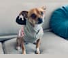 Pearl, a Chihuahua and Shiba Inu mix tested with EmbarkVet.com