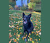 Augusta, a German Shepherd Dog tested with EmbarkVet.com