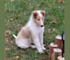 Photo of Lily, a Collie  in Freemansburg, Pennsylvania, USA
