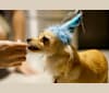 Tyrael, a Chihuahua and Pomeranian mix tested with EmbarkVet.com
