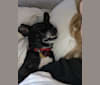 Remy, a Chihuahua and Shih Tzu mix tested with EmbarkVet.com