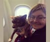 Buddy, a Pomchi tested with EmbarkVet.com