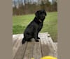 Sage, a Labrador Retriever tested with EmbarkVet.com