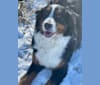 Photo of Dolly, a Bernese Mountain Dog 