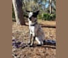 Photo of April, an Australian Cattle Dog, Siberian Husky, Great Pyrenees, Labrador Retriever, and Mixed mix in Athens, Alabama, USA