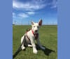 Bella, a German Shepherd Dog tested with EmbarkVet.com
