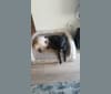 Lucy, a Labrador Retriever and Rat Terrier mix tested with EmbarkVet.com