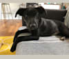 Lila, an Australian Cattle Dog and Labrador Retriever mix tested with EmbarkVet.com