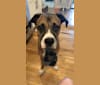 Photo of Leia, a Boxer mix in New York, New York, USA