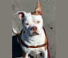 Photo of Howard, an American Pit Bull Terrier and American Bulldog mix