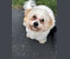 Charlie, a Poodle (Small) and Shih Tzu mix tested with EmbarkVet.com