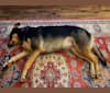 Jade, a Rottweiler and German Shepherd Dog mix tested with EmbarkVet.com