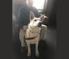 Sebastian Plyler, a German Shepherd Dog tested with EmbarkVet.com