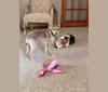 Ernie, a Chihuahua and Rat Terrier mix tested with EmbarkVet.com